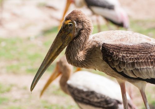 Kabbaw bird Portrait animal rights of Thailand
