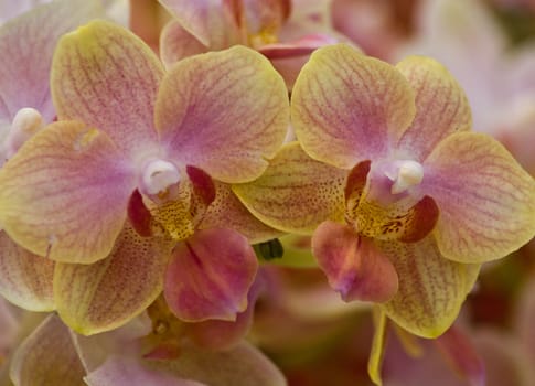 orchid phalaenopsis willemstad clouse-up