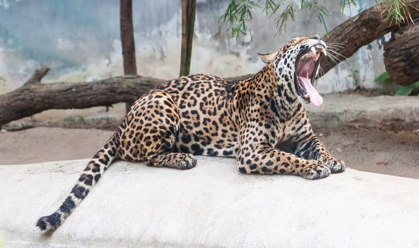 Portrait leopard predator in the zoo of Thailand