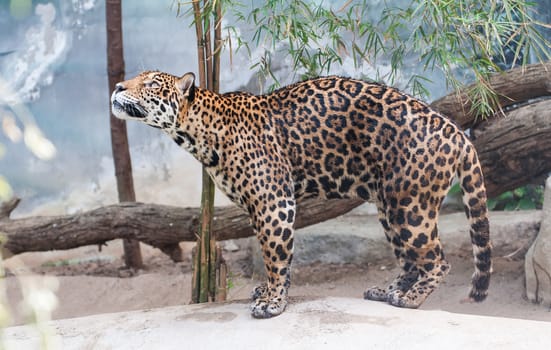 Portrait leopard predator in the zoo of Thailand