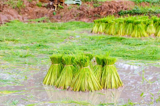 Rice bundle in rice field