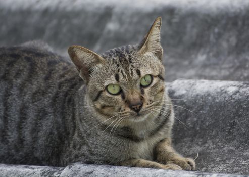 single cat portrait on the roof home