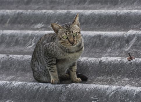 single cat portrait on the roof home