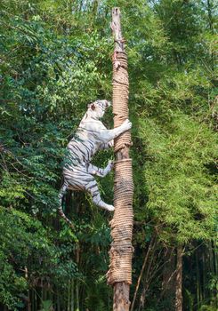 White tiger climbing trees show of Thailand