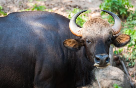Black bison in Khao Kheow Open Zoo Thailand