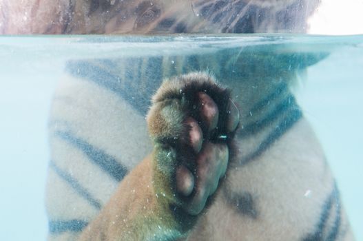 Close Up tiger paw in a water