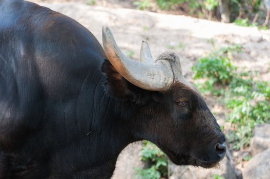 Black bison in Khao Kheow Open Zoo Thailand
