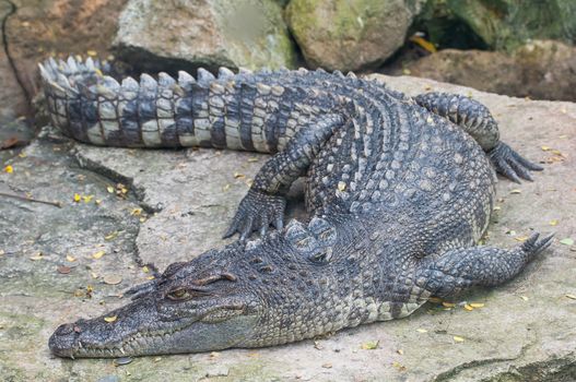 crocodile animal
fresh water sleeping on the rocks