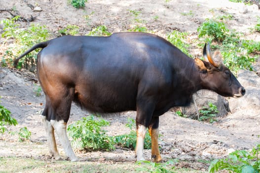 Black bison in Khao Kheow Open Zoo Thailand