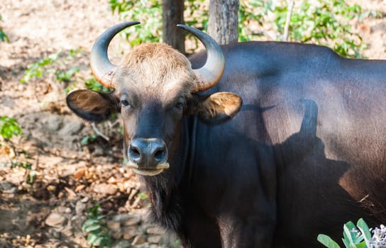 Black bison in Khao Kheow Open Zoo Thailand