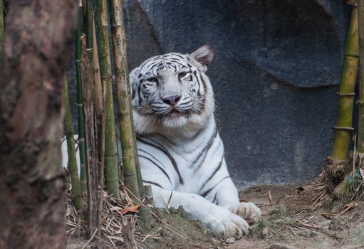 White Tiger Animals awesome of Thai land