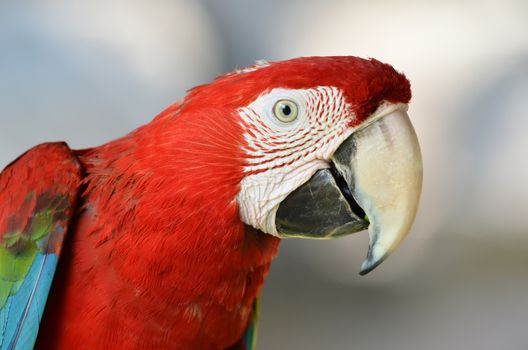 scarlet macaw or Ara macao