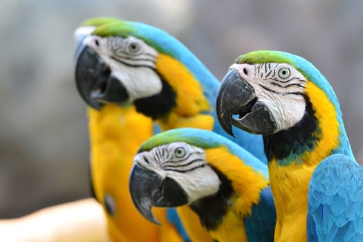 blue and yellow macaw, Blue-and-Gold Macaw