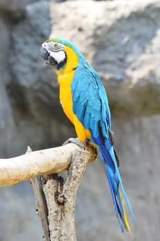 blue and yellow macaw, Blue-and-Gold Macaw