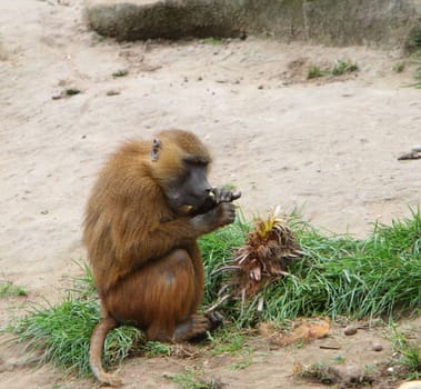 Baboon eating