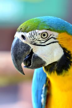 blue and yellow macaw, Blue-and-Gold Macaw