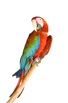 scarlet macaw or Ara macao