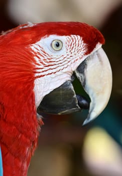 scarlet macaw or Ara macao