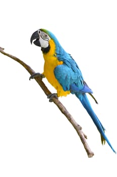 blue and yellow macaw, Blue-and-Gold Macaw