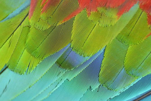 close up of blue and yellow macaw wing feathers