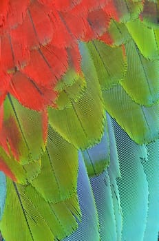 close up of scarlet macaw wing feathers