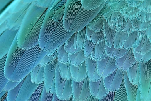 close up of blue and yellow macaw wing feathers