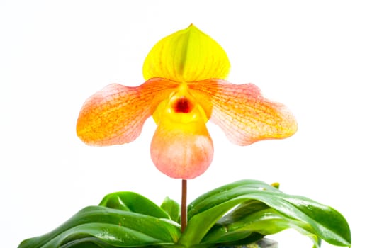 paph hangianum x paph. malipoense