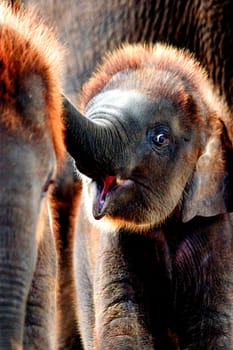 Smile of elephant in Thailand