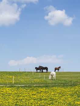 Four horses on a meadow with blue sky and white clouds