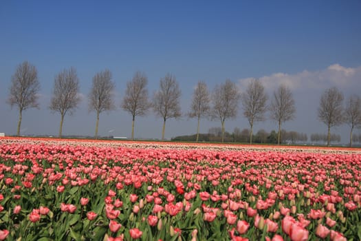 Tulips in various colors, growing on fields in the flower industry area in Holland
