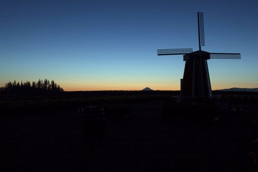 Silhouette of Windmill with Mt Hood in the Distance at Tulip Field in Woodburn Oregon During Sunrise