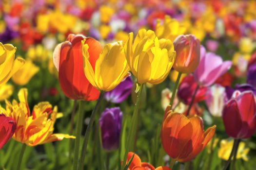 Field of Mixed Colors Tulip Flowers in Bloom During Spring Season Landscape at Oregon Tulip Farm Background