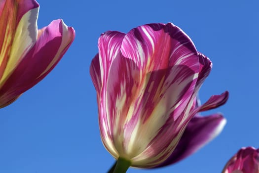 Pink and White Stripes Tulip Flower Against Clear Blue Sky at Woodburn Oregon Tulip Farm Closeup Macro