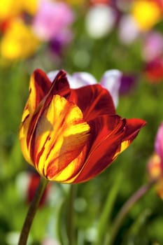 Red and Yellow Tulip Flower at Tulip Fields Closeup Macro