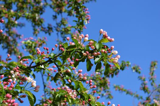 A close-up image of colourful Spring Blossom.