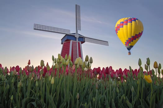Hot Air Balloon Over Tulip Field with Windmill in Woodburn Oregon