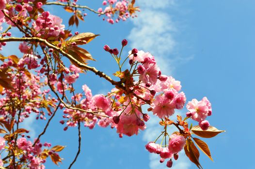 A close-up image of colourful Spring Blossom.