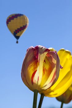 Yellow an Red Tulip Flowers with Hot Air Balloon in the Sky at Tulip Farm in Woodburn Oregon