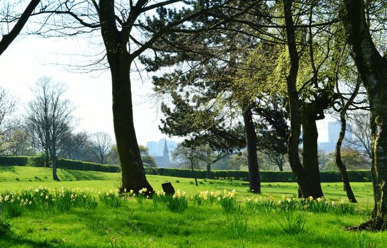 An image of a City park photographed in the Spring.