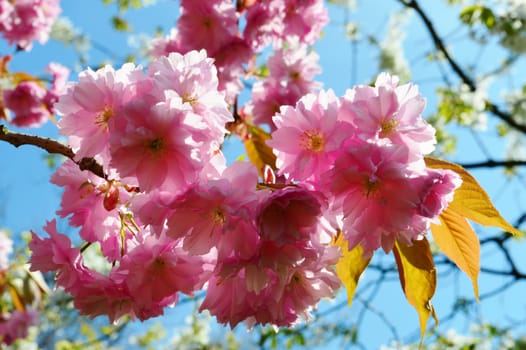 Close-up image of beautiful Spring Blossom.