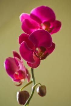 three purple orchid flowers on olive green background