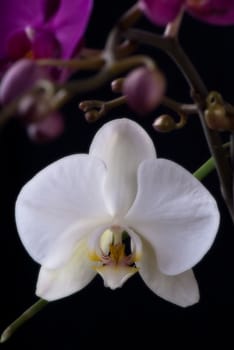 White orchid on the background of violet flowers