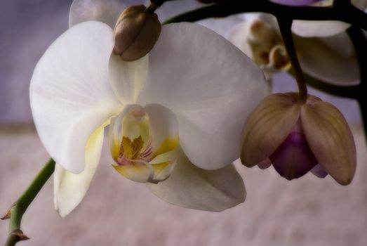 Two white orchid flowers on a gray background macro