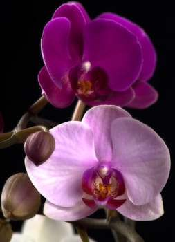 purple and violet and white orchid on a black background