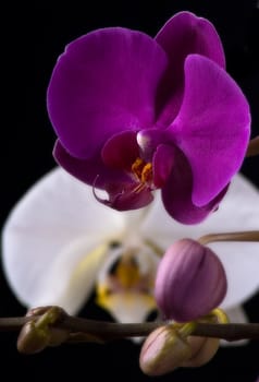 purple orchid on a white background, black background