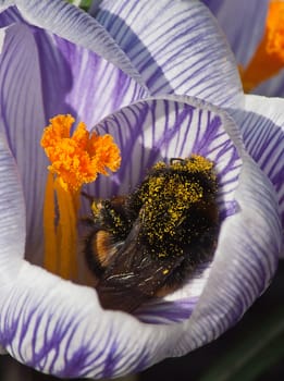 dumbledor on a flower crocus