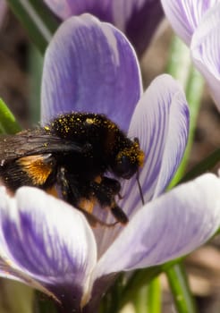 dumbledor on a flower crocus