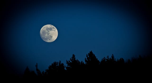 moon over the trees, dark background