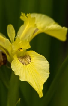 yellow iris close-ups