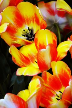 tulip beaty of spring macro